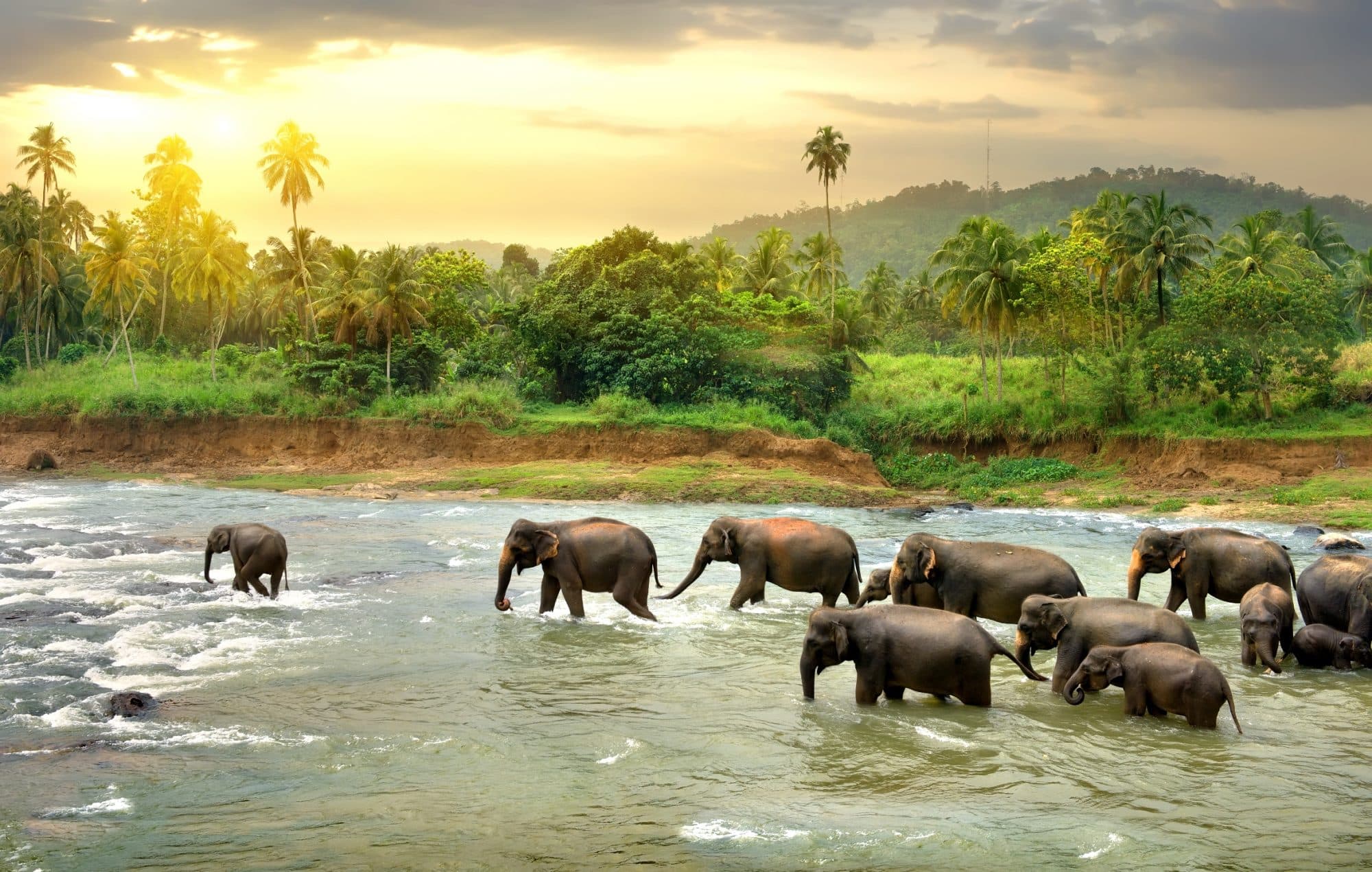 Sri Lanka Private Tours